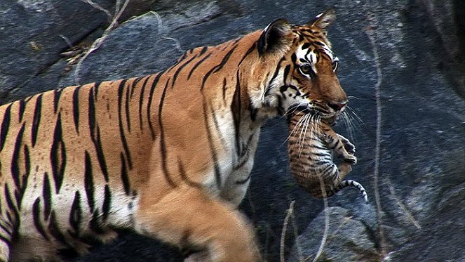 Tiger: Spy in the Jungle - Van film