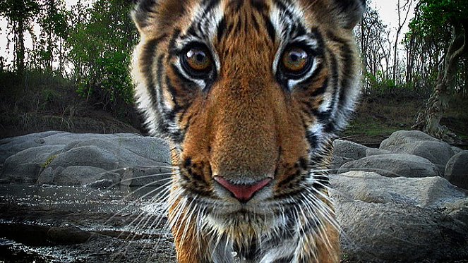 Tygr - špionáž v džungli - Z filmu