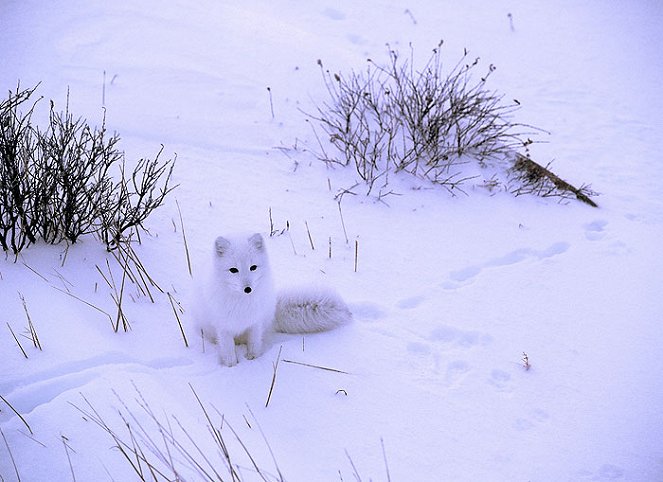 Wildest Arctic - Photos