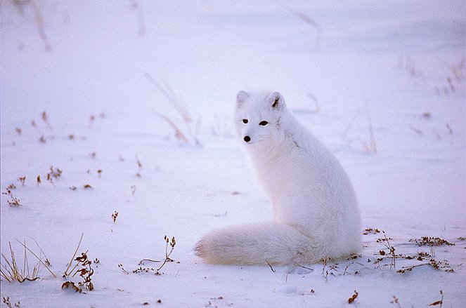 Wildest Arctic - Filmfotók