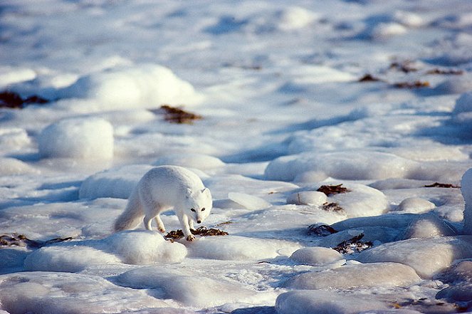 Wildest Arctic - Filmfotos