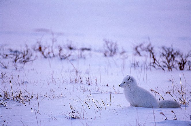 Wildest Arctic - Film
