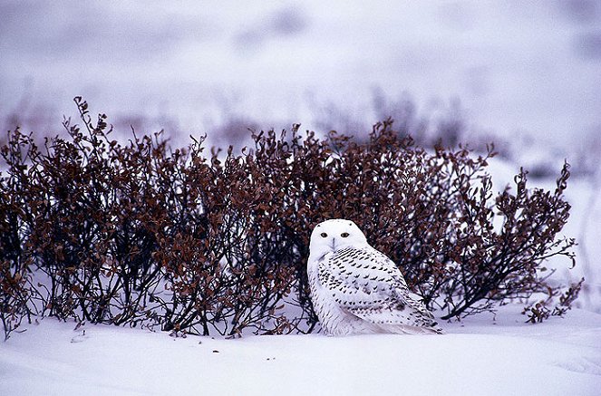 Wildest Arctic - Filmfotos