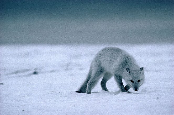 Wildest Arctic - Filmfotos