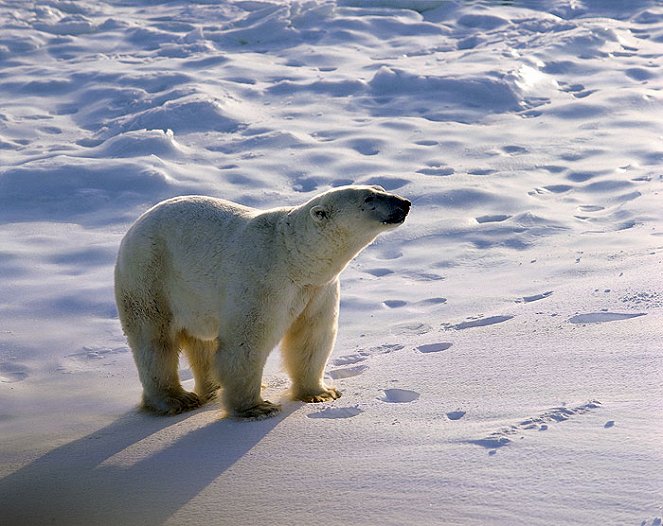 Wildest Arctic - Filmfotos