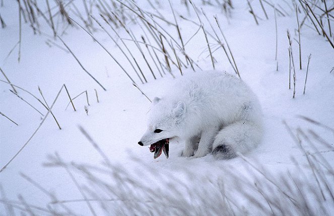 Wildest Arctic - Film