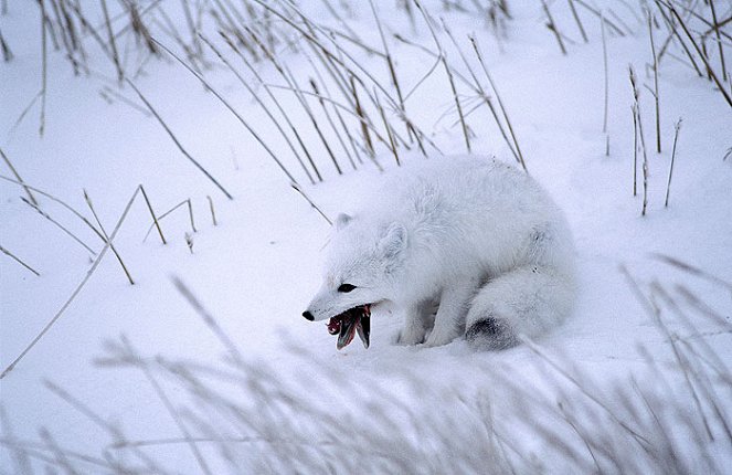 Wildest Arctic - Photos