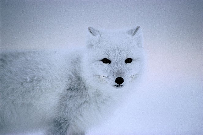 Wildest Arctic - De la película