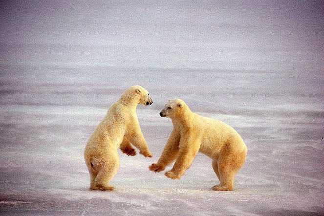 Wildest Arctic - Filmfotos
