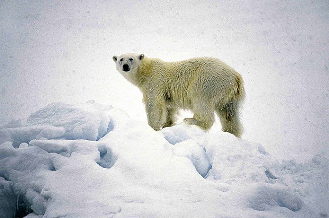 Wildest Arctic - De la película