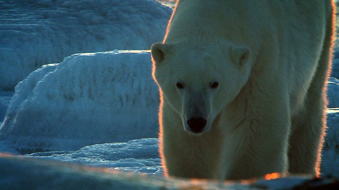 Wildest Arctic - De la película