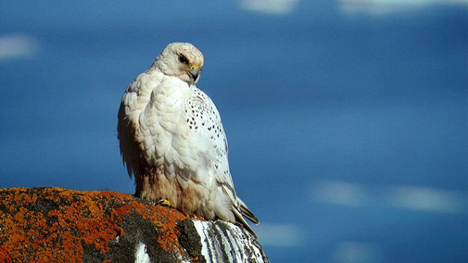 Wildest Arctic - Kuvat elokuvasta