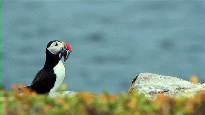 Wildest Arctic - Filmfotos