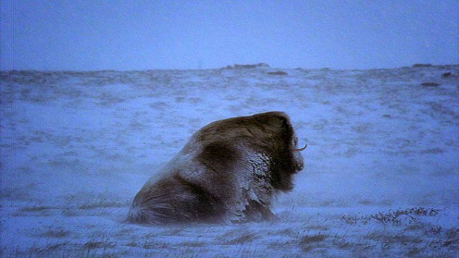 Wildest Arctic - Do filme