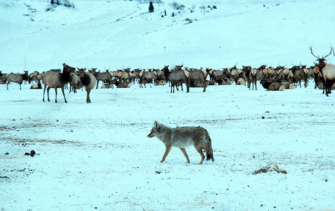 Wildest Arctic - Filmfotos