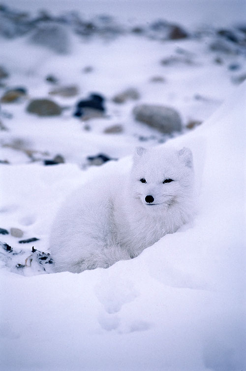 Wildest Arctic - Filmfotók
