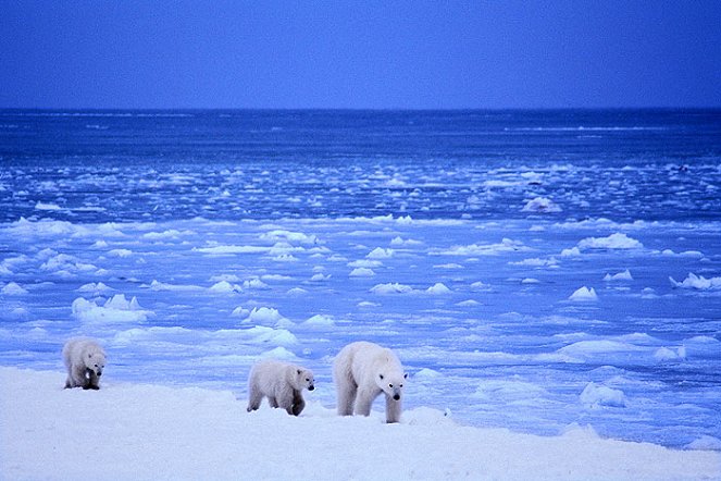 Nejdivočejší Arktida - Z filmu