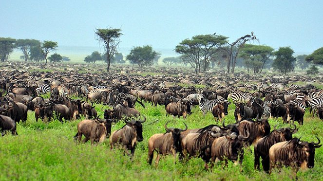 The Great Serengeti - Z filmu