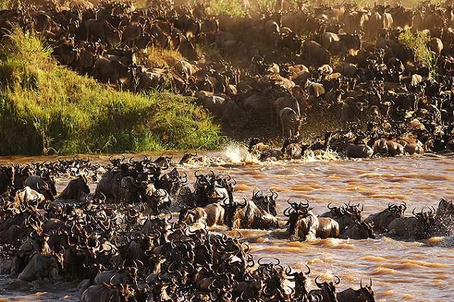 The Great Serengeti - Filmfotók
