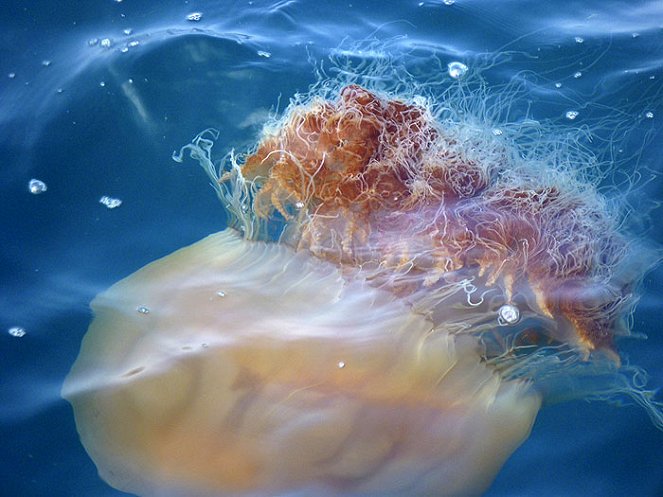 Obrovitá medúza - Z filmu