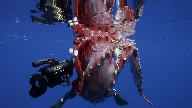 Hunt for the Giant Squid - De la película