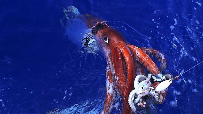 Der Riesenkalmar – Gigant der Tiefsee - Filmfotos