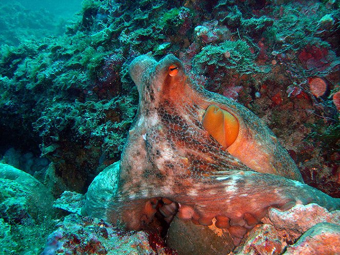 Octopus Volcano - Photos
