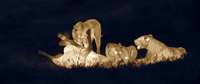 Die Nacht der Löwen - Filmfotos
