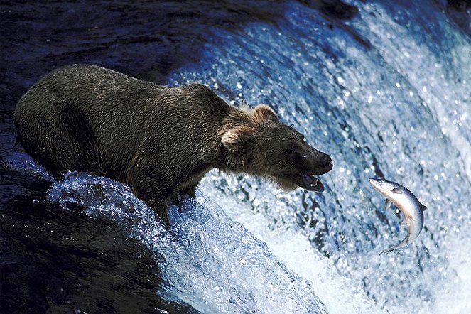 Yellowstone - Konkurrenz für den Grizzly - Filmfotos