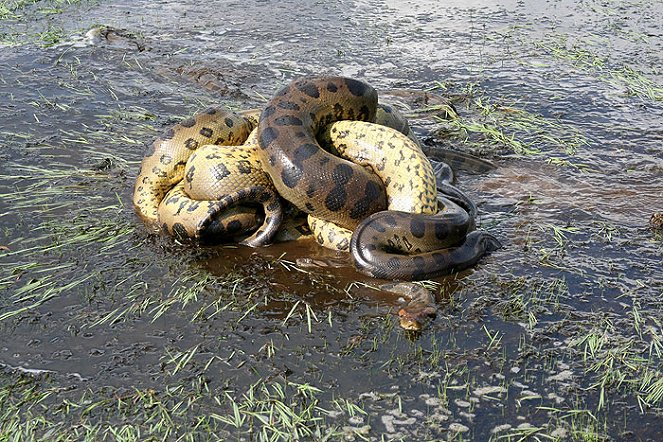 Anaconda: Queen Of The Serpents - Kuvat elokuvasta