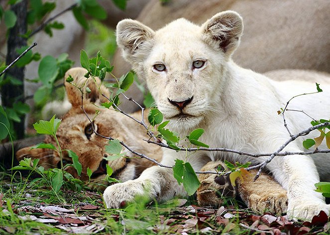 Die weißen Löwen von Timbavati - Filmfotos