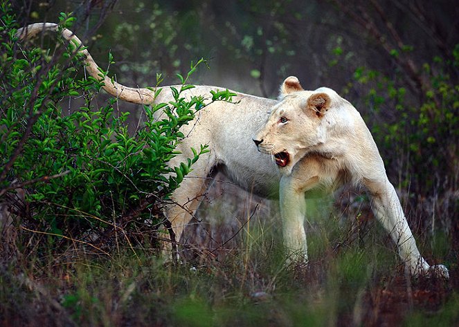 Die weißen Löwen von Timbavati - Kuvat elokuvasta