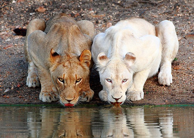 Die weißen Löwen von Timbavati - Filmfotók