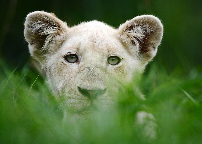 Bílí lvi: Narozeni v přírodě - Z filmu