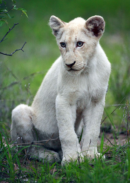 Bílí lvi: Narozeni v přírodě - Z filmu