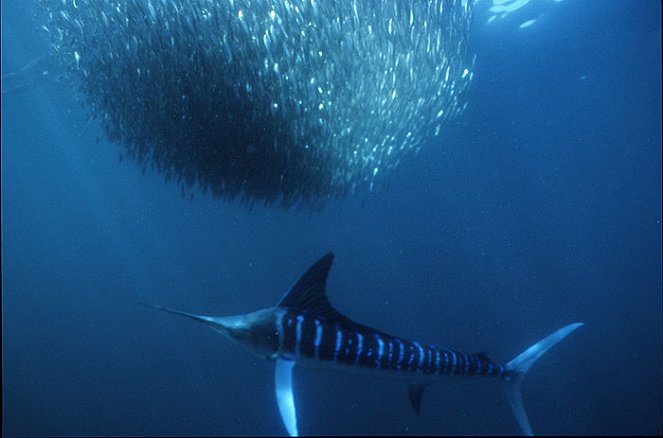 A természeti világ - Superfish - Filmfotók