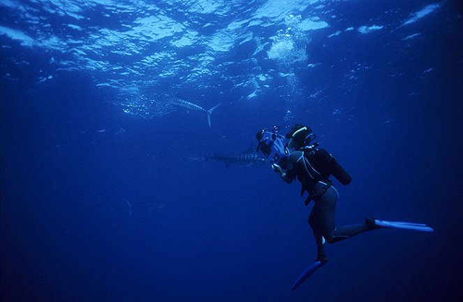 Svět přírody - Superryba: Nejrychlejší mořský dravec - Z filmu