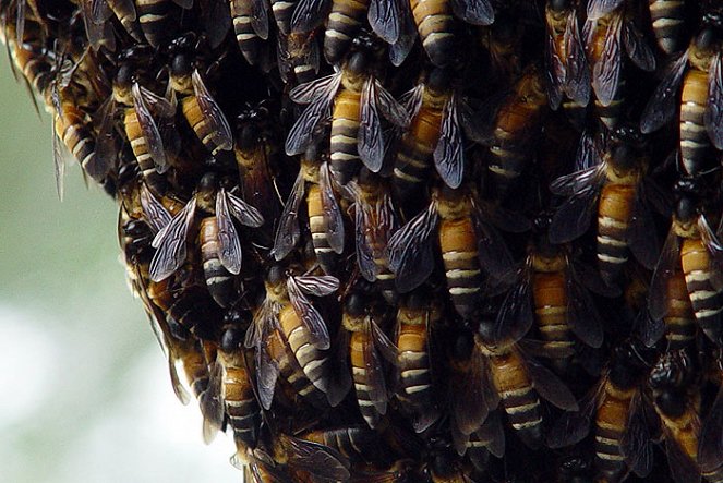Killer Bees - Kuvat elokuvasta