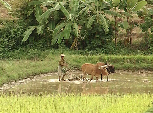 Myanmar - Van film