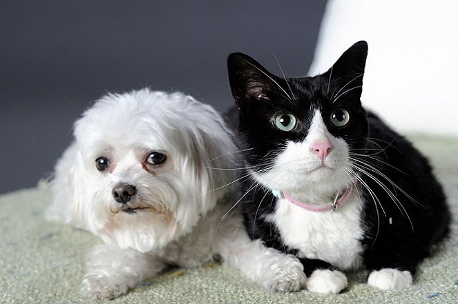 Why We Love Cats and Dogs - Photos