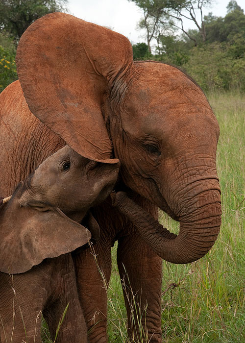 For the Love of Elephants - Photos