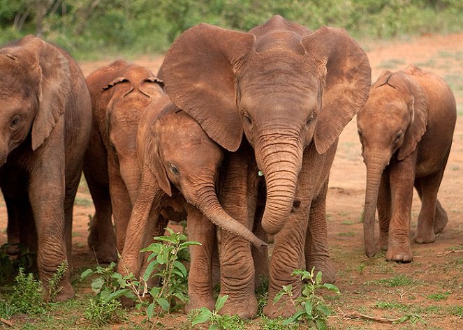 For the Love of Elephants - Photos