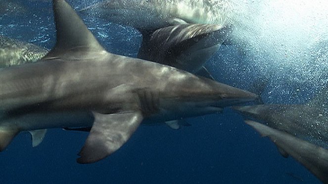 Beauty and the Shark - Filmfotók