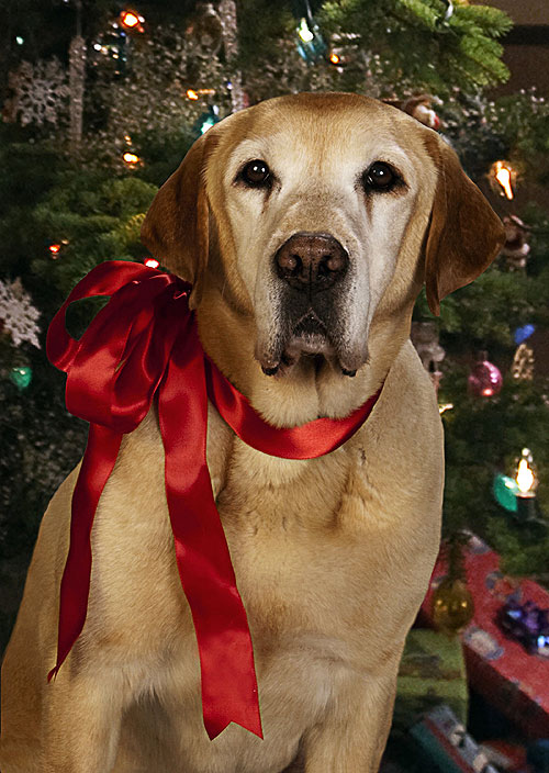 A Dog Named Christmas - Z filmu