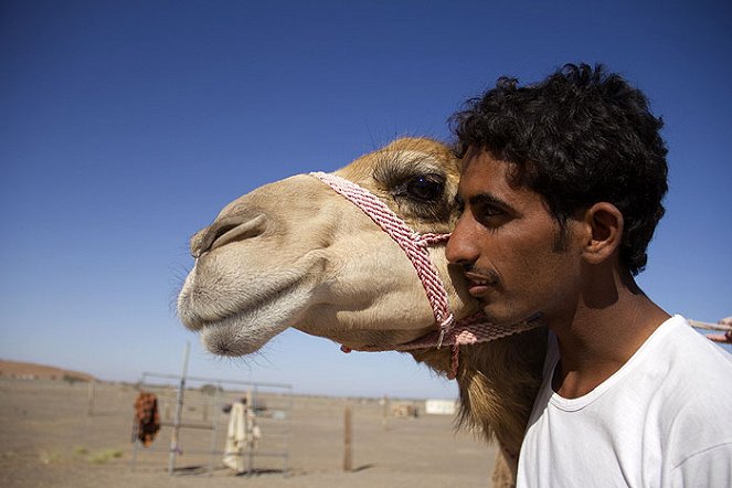 Camels That Race - Photos