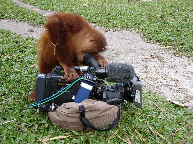 Orangutan Diary - Photos