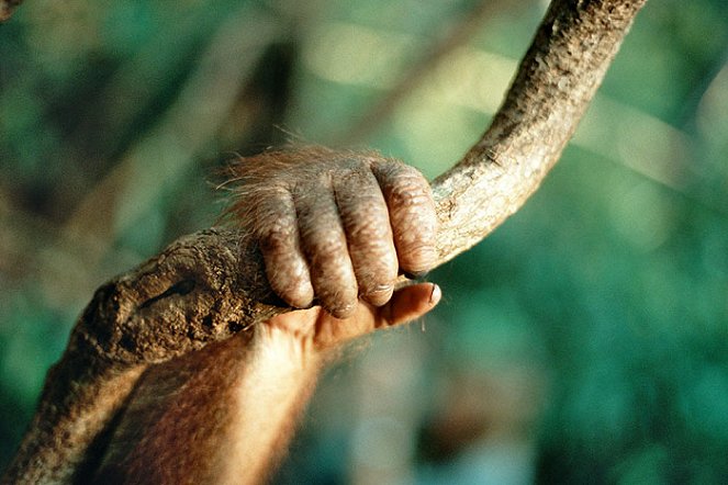 Orangutan Diary - Photos