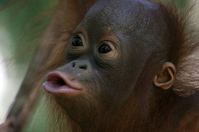 Orangutan Diary - Do filme