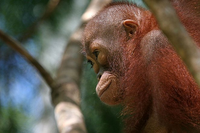 Orangutan Diary - Photos