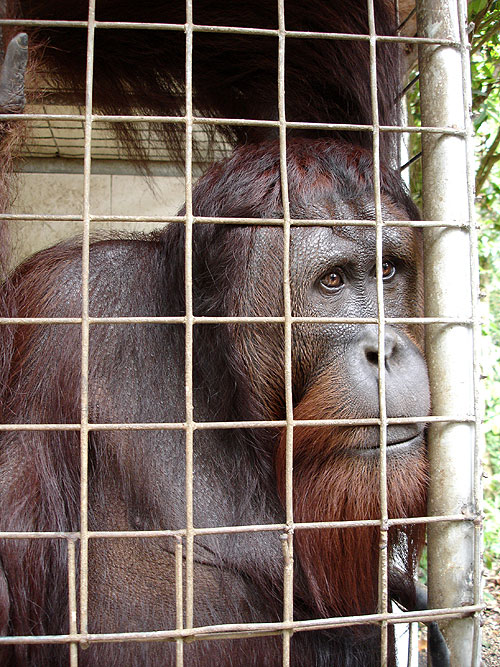 Deníky orangutanů - Z filmu